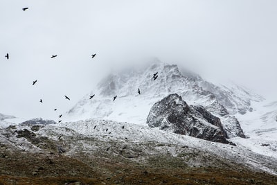 雪山上空飞鸟